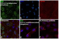 Invitrogen SCD Polyclonal Antibody 100 &mu;g; Unconjugated:Antibodies,