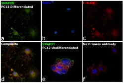 Invitrogen SNAP25 Polyclonal Antibody 100 &mu;g; Unconjugated:Antibodies,