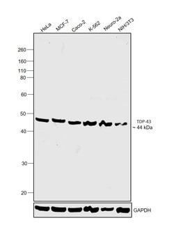 Invitrogen TDP-43 Polyclonal Antibody 100 &mu;g | Buy Online | Invitrogen&trade; | Fisher Scientific
