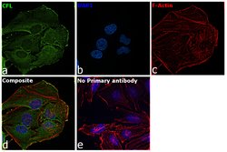 Invitrogen Cofilin Polyclonal Antibody 100 &mu;g | Buy Online | Invitrogen&trade; | Fisher Scientific