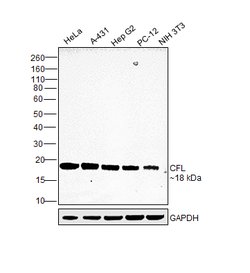 Invitrogen Cofilin Polyclonal Antibody 100 &mu;g | Buy Online | Invitrogen&trade; | Fisher Scientific