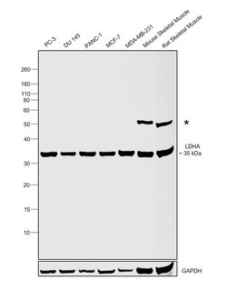 Invitrogen LDHA Polyclonal Antibody 100 &mu;g; Unconjugated:Anticuerpos