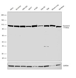 Invitrogen Dynamin 2 Polyclonal Antibody 100 &mu;g; Unconjugated:Antibodies,