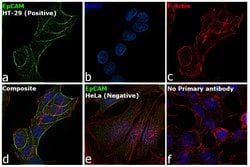 Invitrogen EpCAM Polyclonal Antibody 100 &mu;g; Unconjugated:Antibodies,