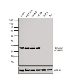 Invitrogen EpCAM Polyclonal Antibody 100 &mu;g; Unconjugated:Antibodies,