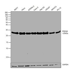 Invitrogen PRDX6 Polyclonal Antibody 100 &mu;g; Unconjugated:Antibodies,