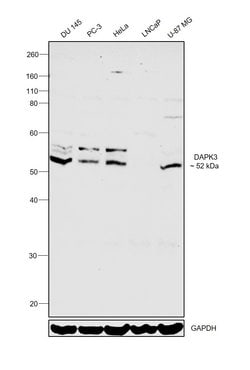 Invitrogen ZIPK Polyclonal Antibody 100 μg; Unconjugated:Antibodies,