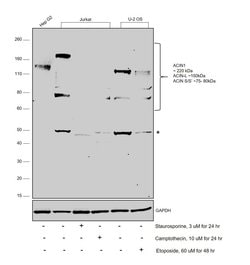 Invitrogen Acinus Polyclonal Antibody 100 &mu;g; Unconjugated:Anticuerpos