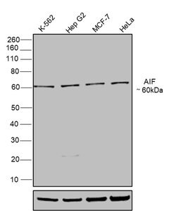 Invitrogen AIF Polyclonal Antibody 100 &mu;g | Buy Online | Invitrogen&trade; | Fisher Scientific