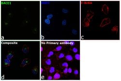 Invitrogen BACE1 Polyclonal Antibody 100 &mu;g; Unconjugated:Antibodies,