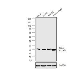 DIABLO Polyclonal Antibody:Antibodies, Polyclonal