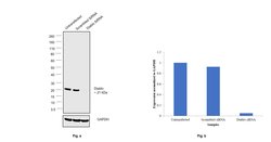 DIABLO Polyclonal Antibody:Antibodies, Polyclonal