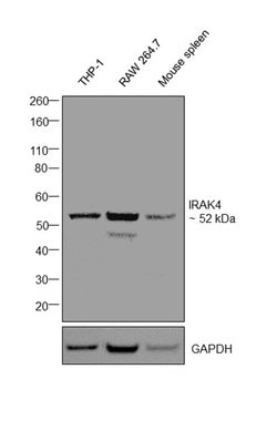 Invitrogen IRAK4 Polyclonal Antibody 100 &mu;g; Unconjugated:Antibodies,