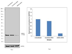 Invitrogen UBC13 Polyclonal Antibody 100 &mu;g; Unconjugated:Antibodies,