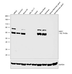 Invitrogen CRMP1 Polyclonal Antibody 100 &mu;g; Unconjugated:Antibodies,