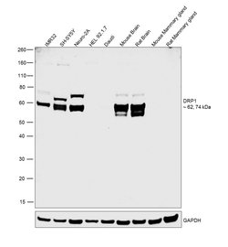 Invitrogen CRMP1 Polyclonal Antibody 100 &mu;g; Unconjugated:Antibodies,