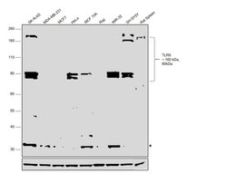 Invitrogen TLR9 Polyclonal Antibody 100 &mu;g; Unconjugated:Antibodies,