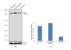 Invitrogen TLR9 Polyclonal Antibody 100 &mu;g; Unconjugated:Antibodies,