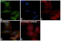 Invitrogen Apolipoprotein J Polyclonal Antibody 100 &mu;g; Unconjugated:Antibodies,