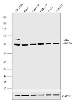 Invitrogen PAK2 Polyclonal Antibody 100 μg; Unconjugated:Antibodies,