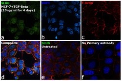 Invitrogen SLUG Polyclonal Antibody 100 &mu;g; Unconjugated:Antibodies,