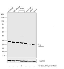 Invitrogen SLUG Polyclonal Antibody 100 &mu;g; Unconjugated:Antibodies,