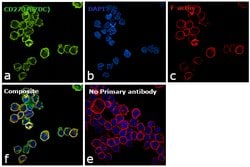Invitrogen CD273 (B7-DC) Polyclonal Antibody 100 &mu;g; Unconjugated:Antibodies,