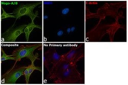 Invitrogen Nogo-A Polyclonal Antibody 100 &mu;g; Unconjugated:Antibodies,