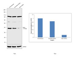 Invitrogen Bub3 Polyclonal Antibody 100 &mu;g | Buy Online | Invitrogen&trade; | Fisher Scientific