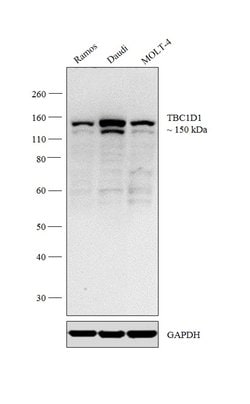 Invitrogen TBC1D1 Polyclonal Antibody 100 &mu;g | Buy Online | Invitrogen&trade; | Fisher Scientific