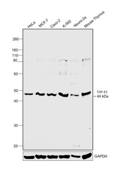 Invitrogen TDP-43 Polyclonal Antibody 100 &mu;g; Unconjugated:Antibodies,