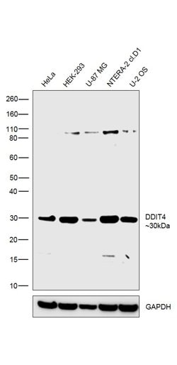 Invitrogen DDIT4 Polyclonal Antibody 100 &mu;g; Unconjugated:Antibodies,
