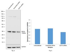 Invitrogen DDIT4 Polyclonal Antibody 100 &mu;g; Unconjugated:Antibodies,