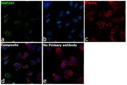 Invitrogen NUP107 Polyclonal Antibody 100 &mu;g; Unconjugated:Antibodies,