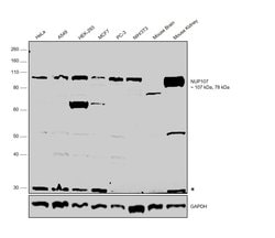 Invitrogen NUP107 Polyclonal Antibody 100 &mu;g; Unconjugated:Antibodies,