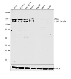 Invitrogen ITGA4 Polyclonal Antibody 100 &mu;g | Buy Online | Invitrogen&trade; | Fisher Scientific