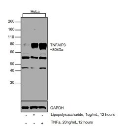 Invitrogen TNFAIP3 Polyclonal Antibody 100 &mu;g | Buy Online | Invitrogen&trade; | Fisher Scientific