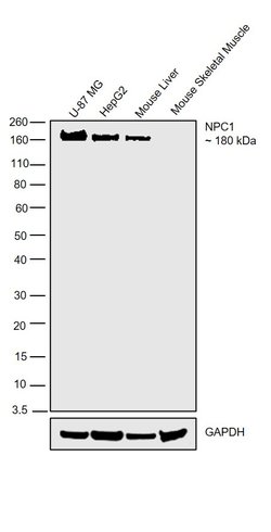 Invitrogen NPC1 Polyclonal Antibody 100 &mu;g; Unconjugated:Antibodies,