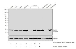 Claudin 1 Polyclonal Antibody, Invitrogen 100 &mu;g; Unconjugated:Antibodies