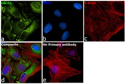 Cdc42 Polyclonal Antibody, Invitrogen 100 &mu;g; Unconjugated:Antibodies