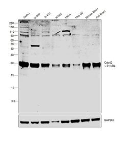 Cdc42 Polyclonal Antibody, Invitrogen 100 &mu;g; Unconjugated:Antibodies