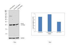 Cdc42 Polyclonal Antibody, Invitrogen 100 &mu;g; Unconjugated:Antibodies