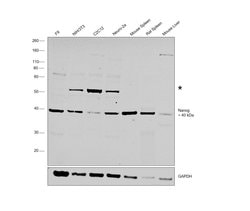 Invitrogen Nanog Polyclonal Antibody 100 μg; Unconjugated:Antibodies,