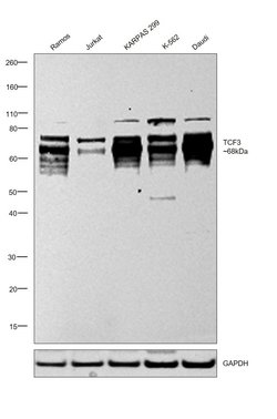 Invitrogen TCF3 Polyclonal Antibody 100 μg; Unconjugated:Antibodies,