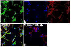 Invitrogen ZC3H12A Polyclonal Antibody 100 &mu;g; Unconjugated:Antibodies,