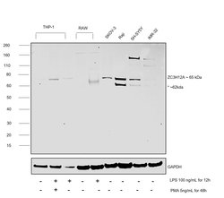 Invitrogen ZC3H12A Polyclonal Antibody 100 &mu;g; Unconjugated:Antibodies,