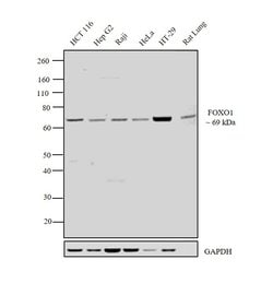 Invitrogen FOXO1 Polyclonal Antibody 100 &mu;g | Buy Online | Invitrogen&trade; | Fisher Scientific