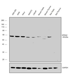 Invitrogen KPNA2 Polyclonal Antibody 100 &mu;g; Unconjugated:Antibodies,