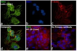 Invitrogen TFF3 Polyclonal Antibody 100 &mu;g; Unconjugated:Antibodies,