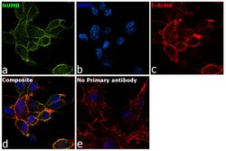 Invitrogen NUMB Polyclonal Antibody 100 &mu;g; Unconjugated:Antibodies,
